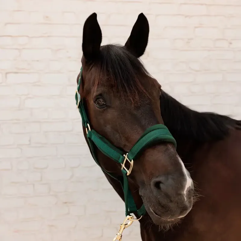 Kentucky Velvet Halter Pine Green