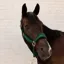 Kentucky Velvet Halter Pine Green