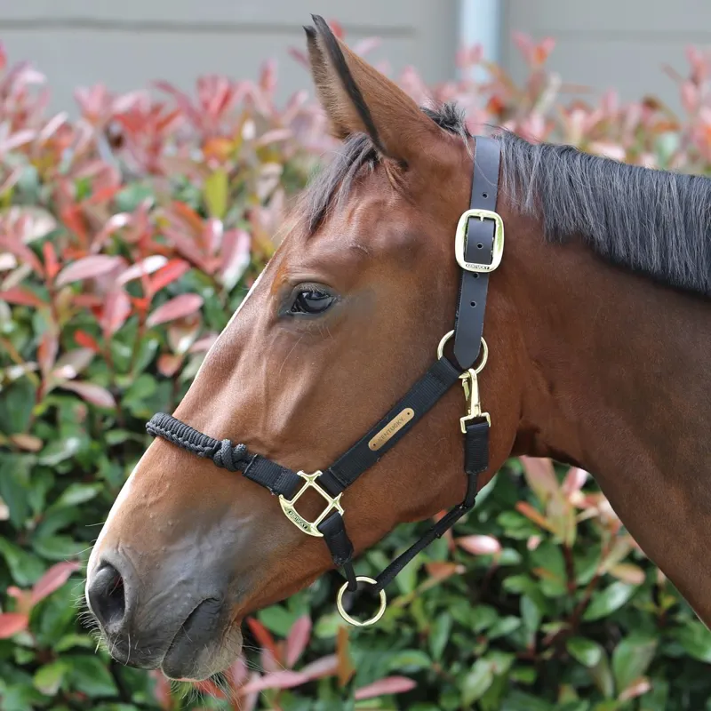 Kentucky Control Halter - Black