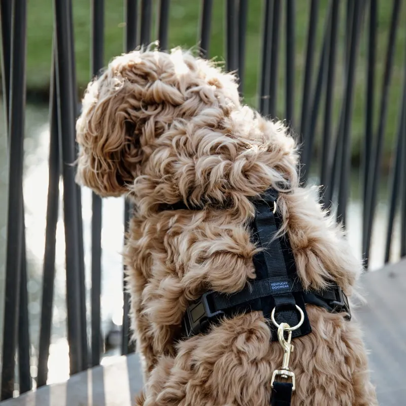 Kentucky Velvet Active Dog Harness - Black-5