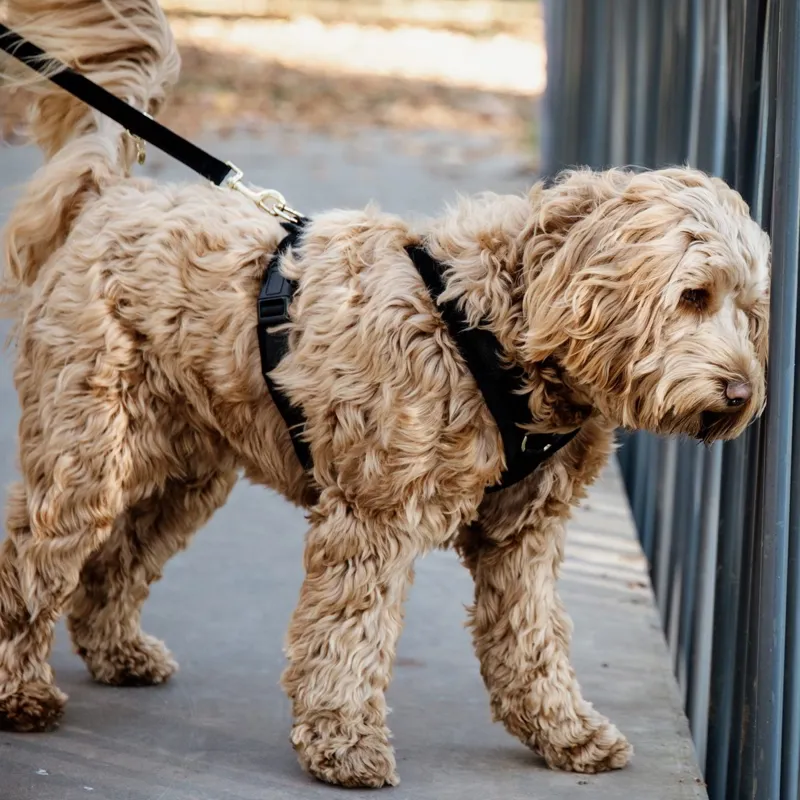 Kentucky Velvet Active Dog Harness - Black-6