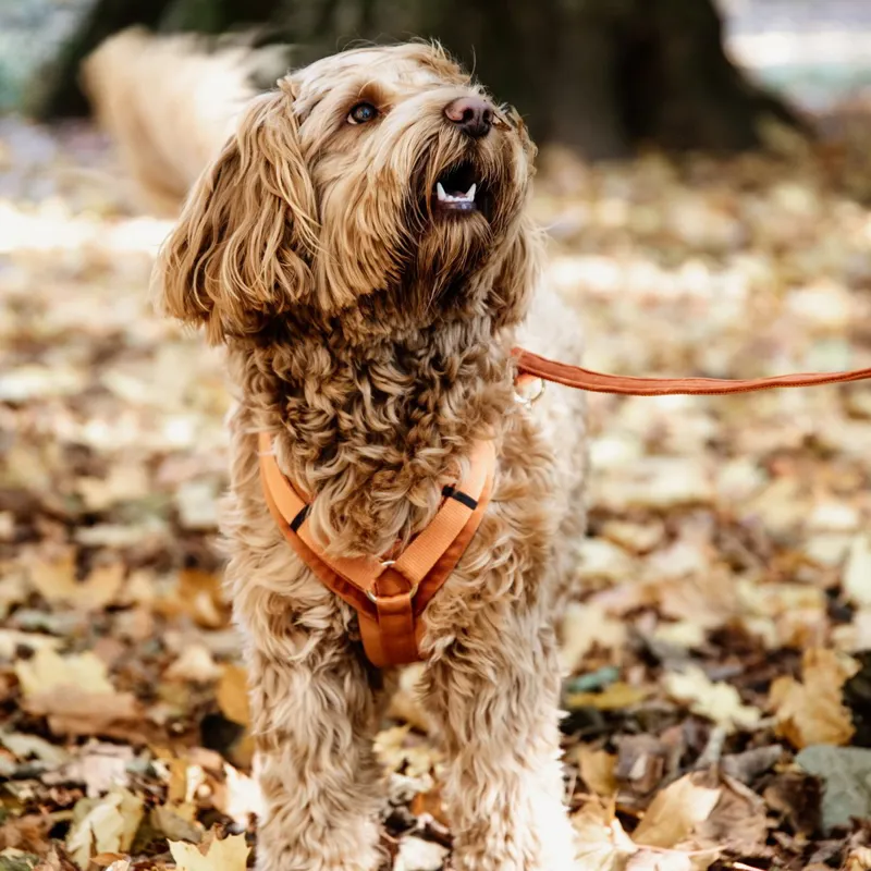 Kentucky Velvet Active Dog Harness - Orange-1