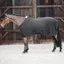 Kentucky Cooler Fleece Standard Neck Sheet - Black