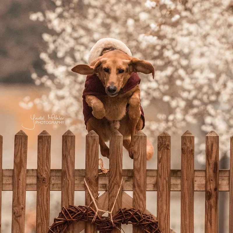 Kentucky Original Dog Coat - Bordeaux-1
