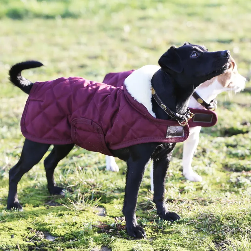 Kentucky Original Dog Coat - Bordeaux-2