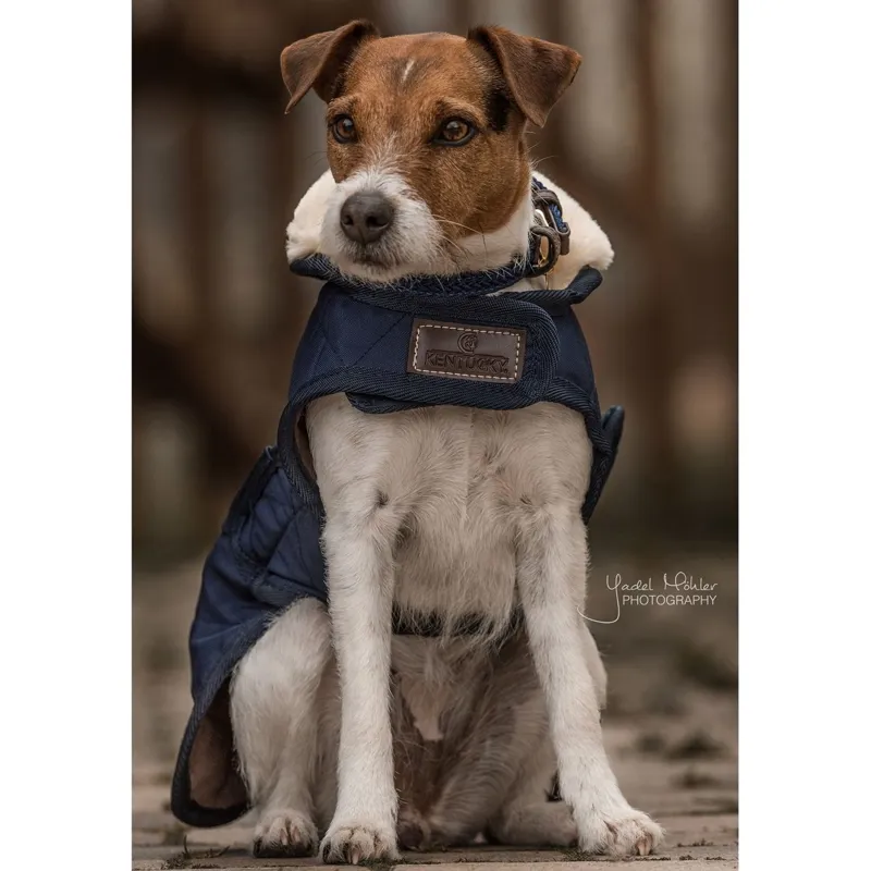 Kentucky Original Dog Coat - Navy-1
