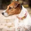 Kentucky Velvet Dog Collar - Old Rose
