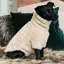 Kentucky Teddy Fleece Sweater Dog Coat - Beige