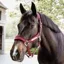 Kentucky Velvet Halter - Bordeaux