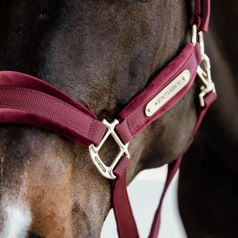 Kentucky Velvet Halter - Bordeaux-2