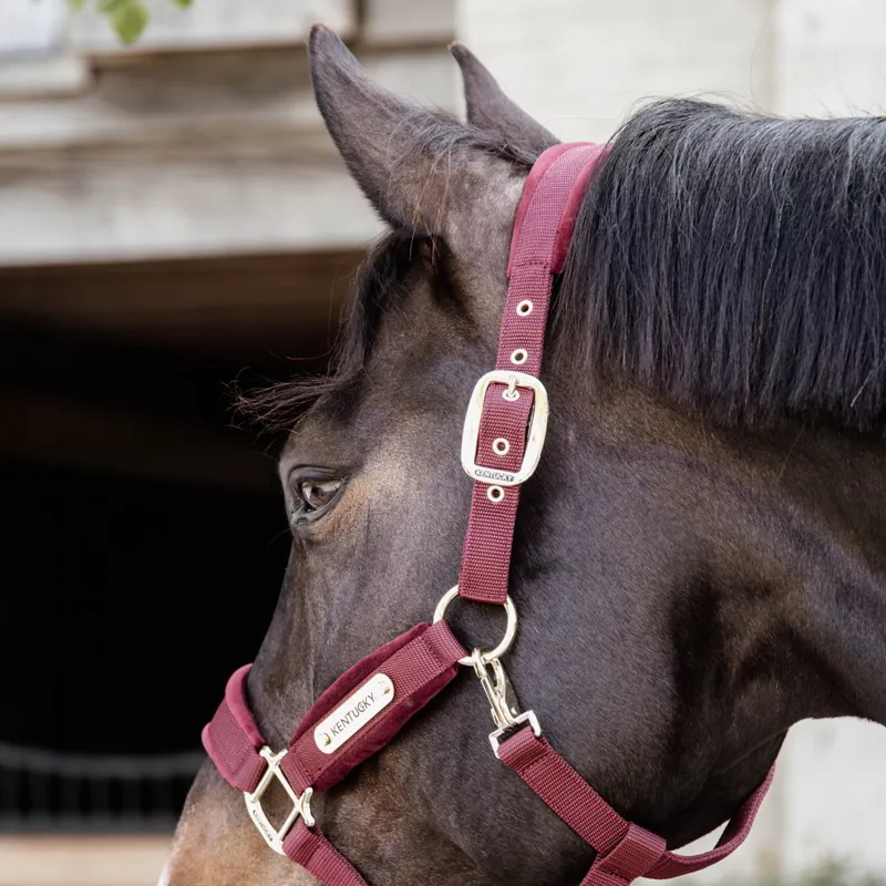 Kentucky Velvet Halter - Bordeaux-3