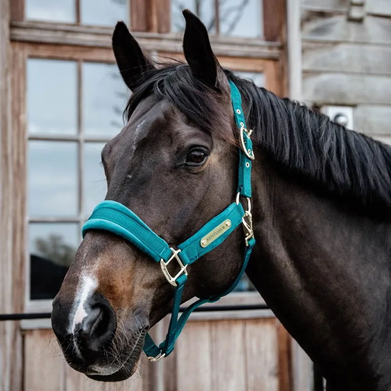 Kentucky Velvet Halter - Emerald-3