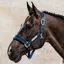 Kentucky Velvet Halter - Navy