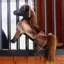 Kentucky Relax Horse Toy - Tobi