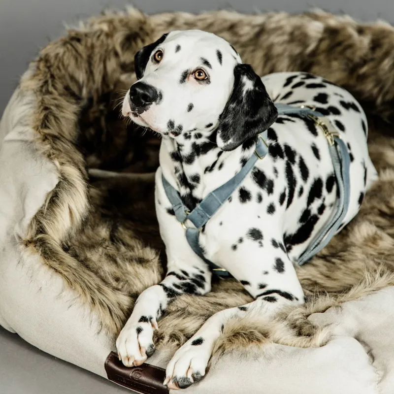 Kentucky Velvet Loop Dog Harness - Light Blue-4