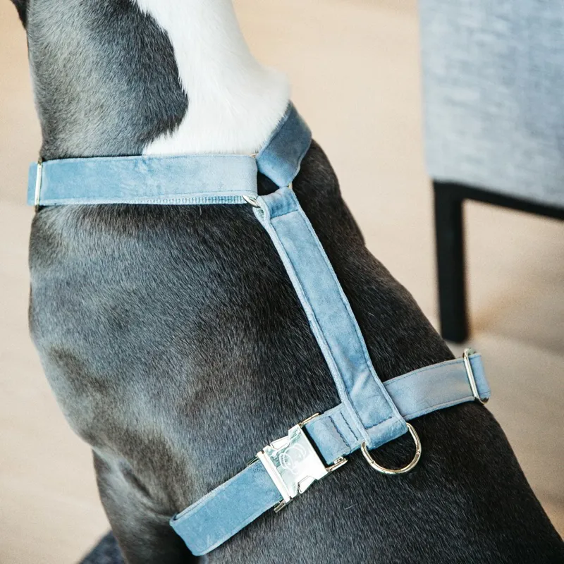Kentucky Velvet Loop Dog Harness - Light Blue-3