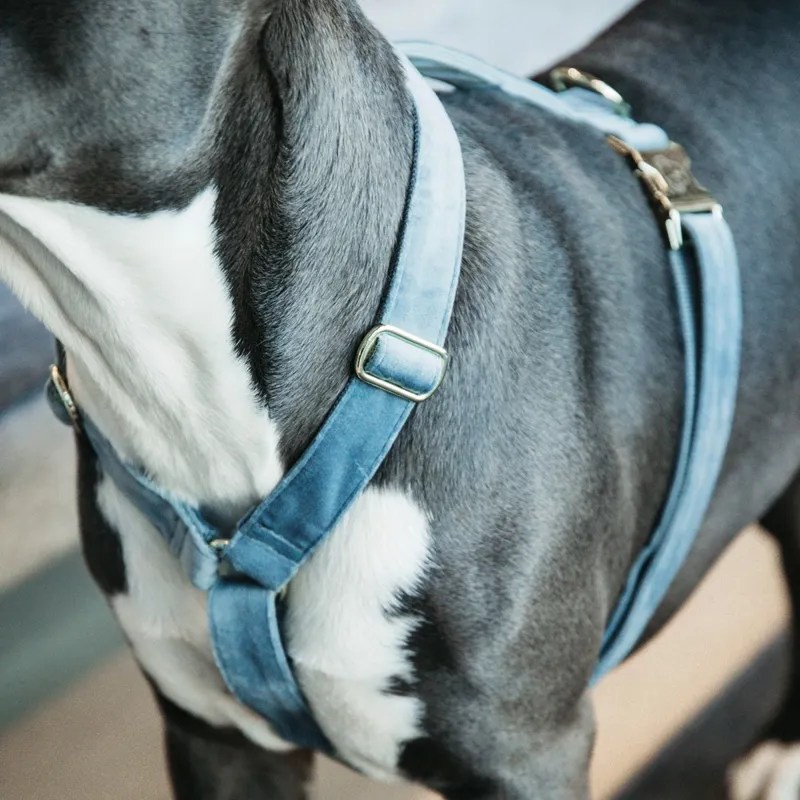 Kentucky Velvet Loop Dog Harness - Light Blue-5