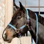Kentucky Plaited Nylon Halter - Light Blue