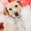 Kentucky Velvet Dog Bow Tie - Soft Rose