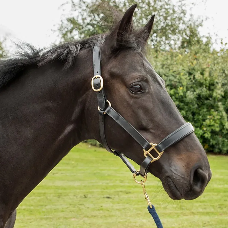 KM Elite Primera Padded Leather Halter - Black