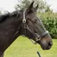 KM Elite Primera Padded Leather Halter - Black