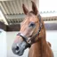 KM Elite Primera Padded Leather Halter - Havana