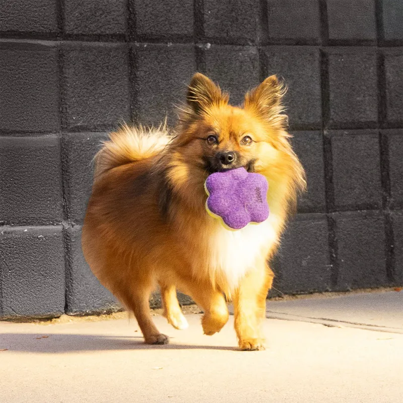 KONG AirDog Squeaker Paw-1
