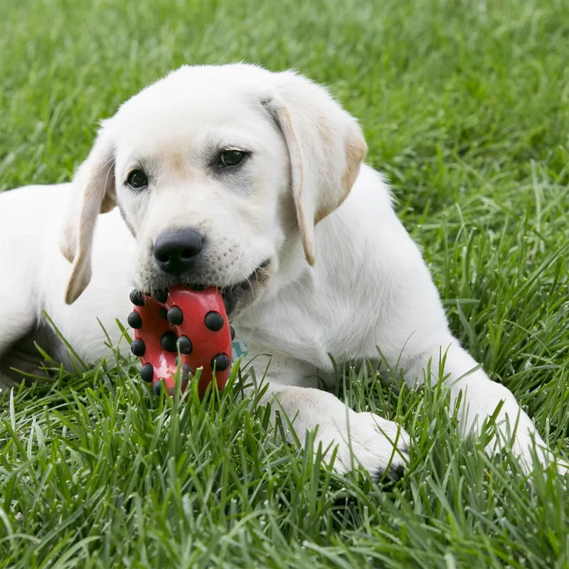KONG Dotz Squeaker - Red Circle-1