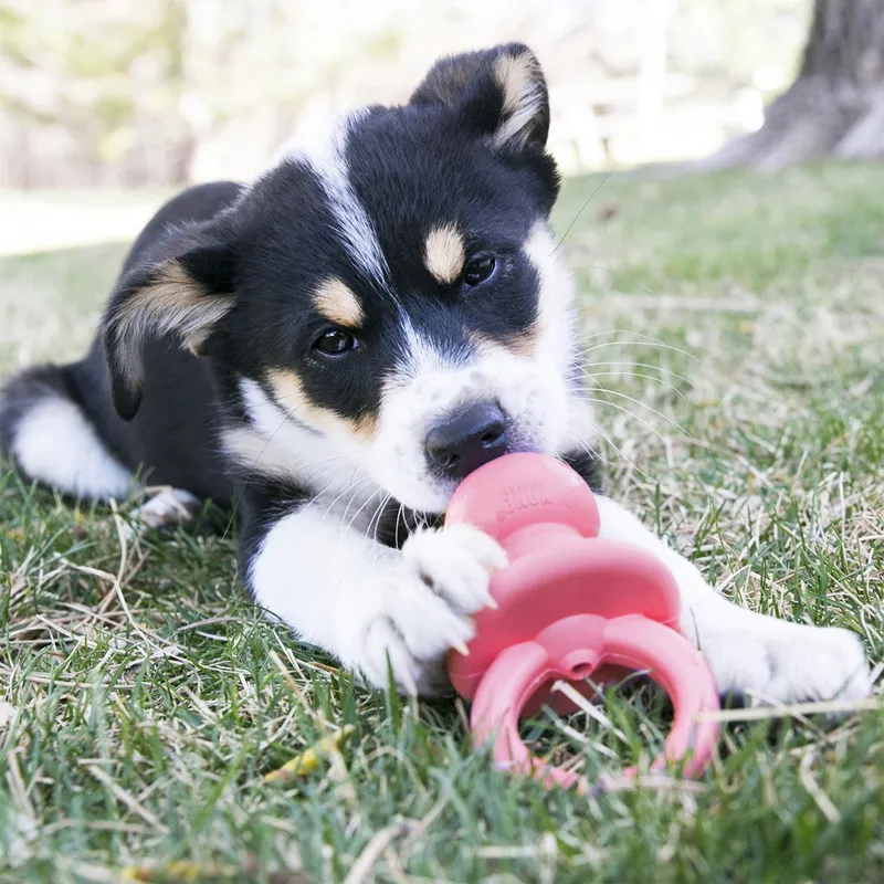 KONG Puppy Binkie-1