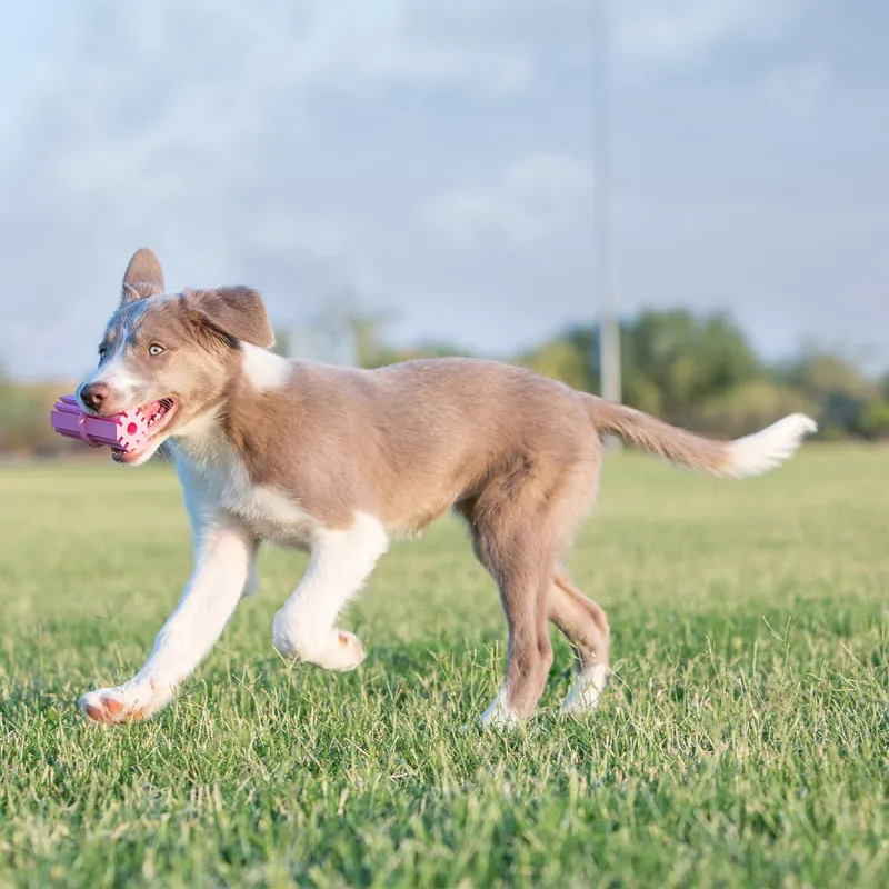KONG Puppy Teething Stick-3