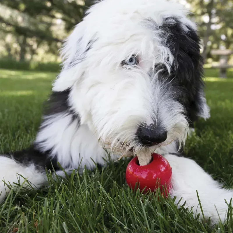 KONG Ziggies Enhanced Dog Chews-3