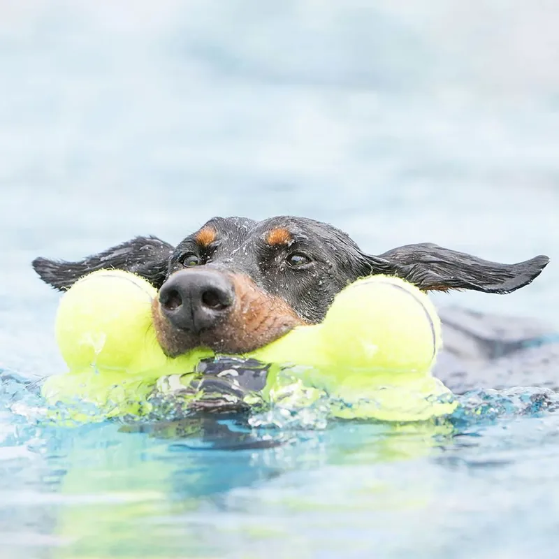 KONG AirDog Bone-1