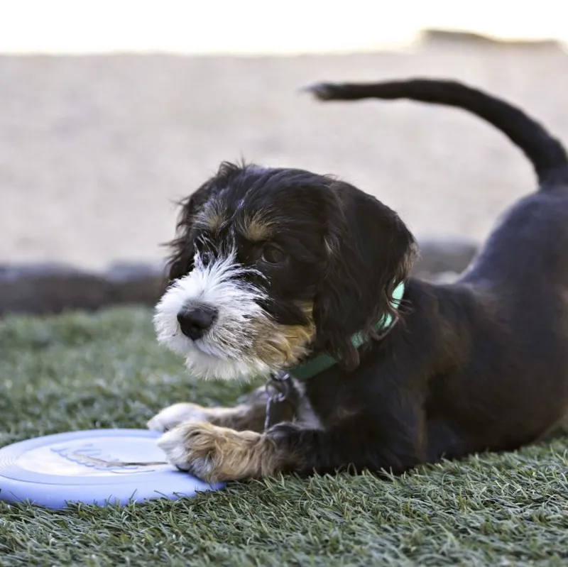 KONG Puppy Flyer-1