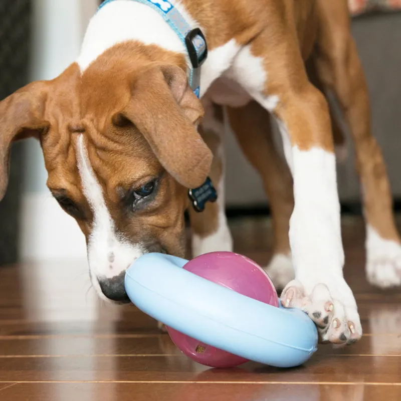 KONG Puppy Gyro-1