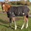 Rhinegold Konig Foal/Small Pony 200g Turnout Blanket - Black