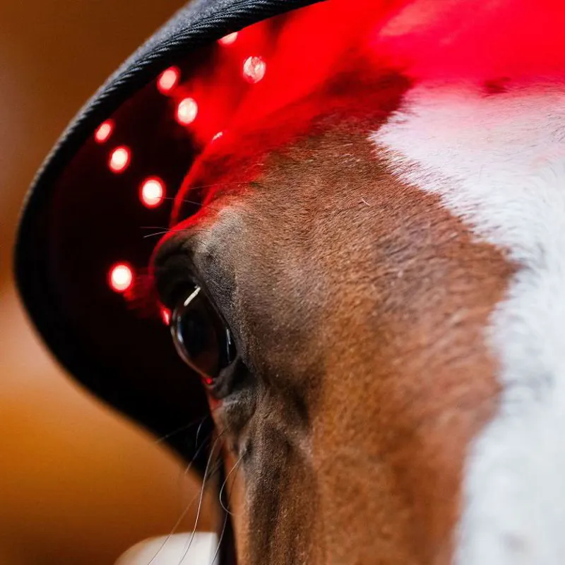 Horseware LED Red Light Therapy Poll Cap-1
