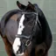 LeMieux Arika Split Noseband Bridle - Black