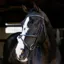 LeMieux Arika Grackle Bridle - Black/Silver