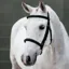 LeMieux Classique Cavesson Bridle - Black/Silver