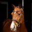 LeMieux Arika Dressage Bridle - Brown/Silver