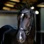 LeMieux Arika Drop Bridle - Black/Silver