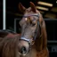 LeMieux Arika Drop Bridle - Brown/Silver