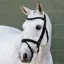 LeMieux Arika Flash Bridle - Black/Silver