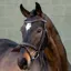 LeMieux Arika Flash Bridle - Brown/Silver
