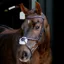 LeMieux Arika Grackle Bridle - Havana/Silver