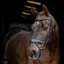 LeMieux Arika Anatomic Split Noseband Bridle - Brown/Silver