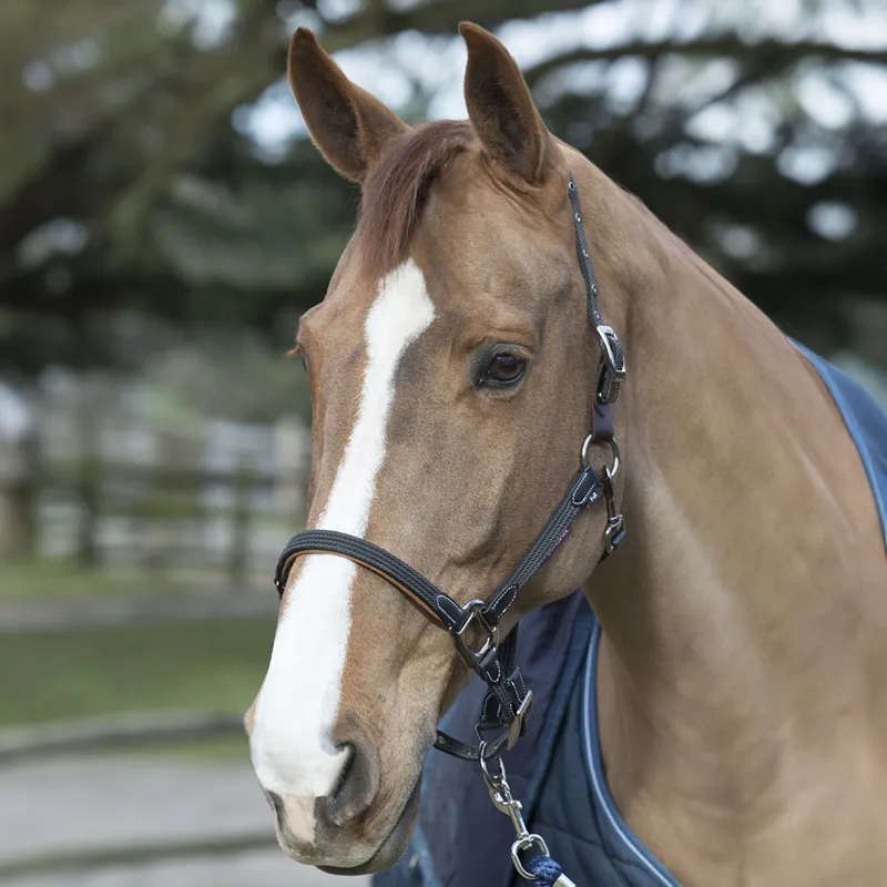 LeMieux Breakaway Halter - Black/Brown-3