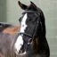 LeMieux Classique Flash Bridle - Black/Silver