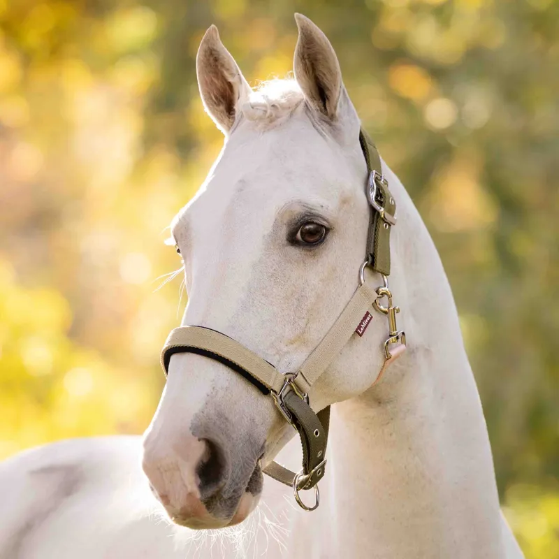 LeMieux Medley Halter - Gooseberry/Pear/Petal Pre-Order-1