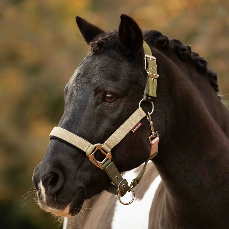 LeMieux Medley Halter - Gooseberry/Pear/Petal Pre-Order